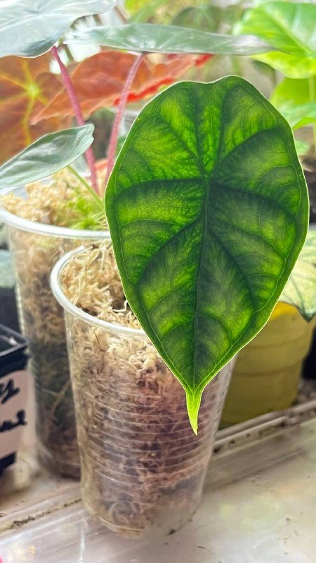 Гагеана ауреа, Полли, Юкатан принцесс, Шкура Дракона, Драгоценная орхидея 2