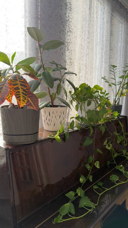 Комнатные растения в горшках, 5 штук