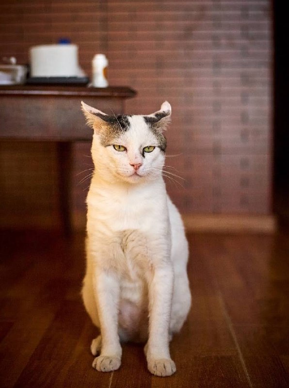 Кот Элай ищет дом 4