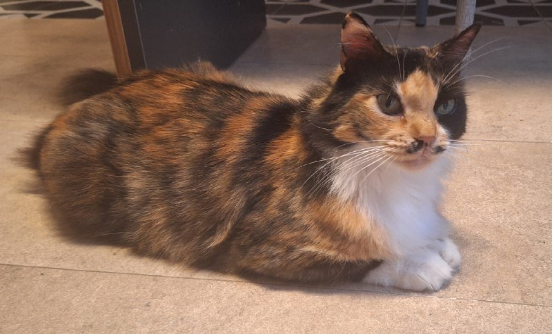 Трёхцветная кошка Юми ищет дом 6