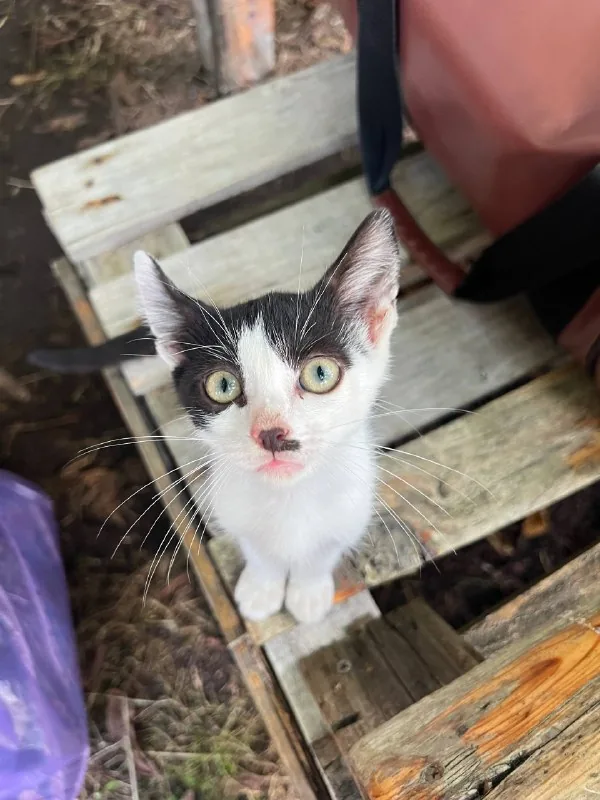 Котята 1