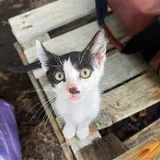 Котята 1