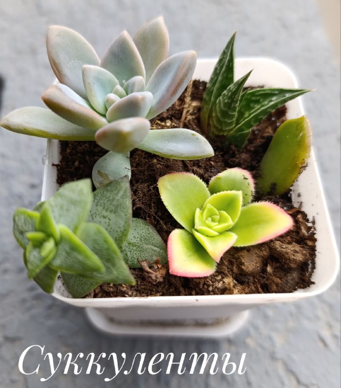 Красула Голлум, Суккуленты, Пеларгония, Красула Овата, Декабрист 2
