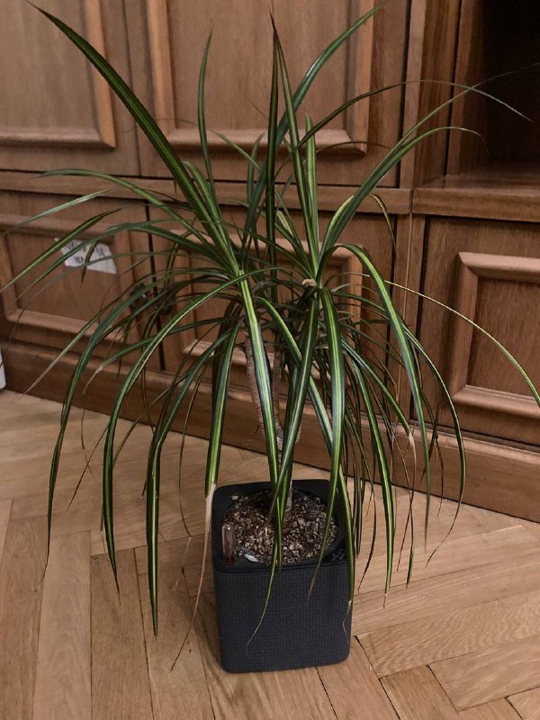 Домашние растения: Драцена Маргината, Сингониум