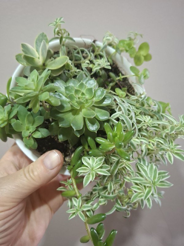 Аспарагус, рафидофора монстера, перец, хлорофитум, суккуленты, папоротник, мини монстера 6