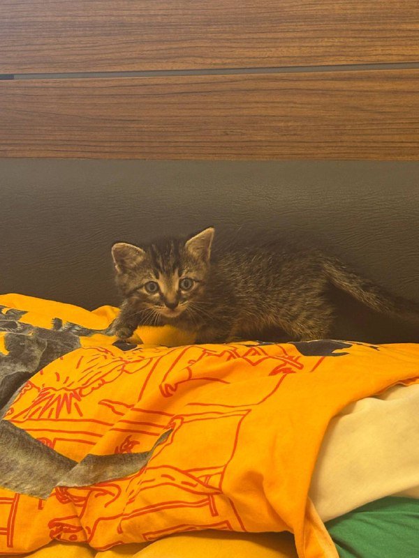 котёнок бесплатно 3