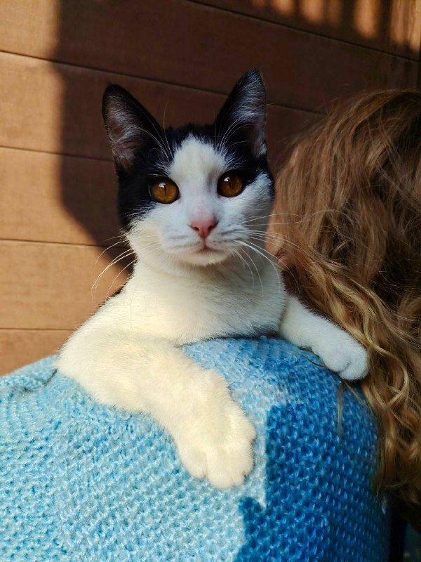 Котёнок Колян ищет дом 2