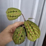 Комнатные растения 10