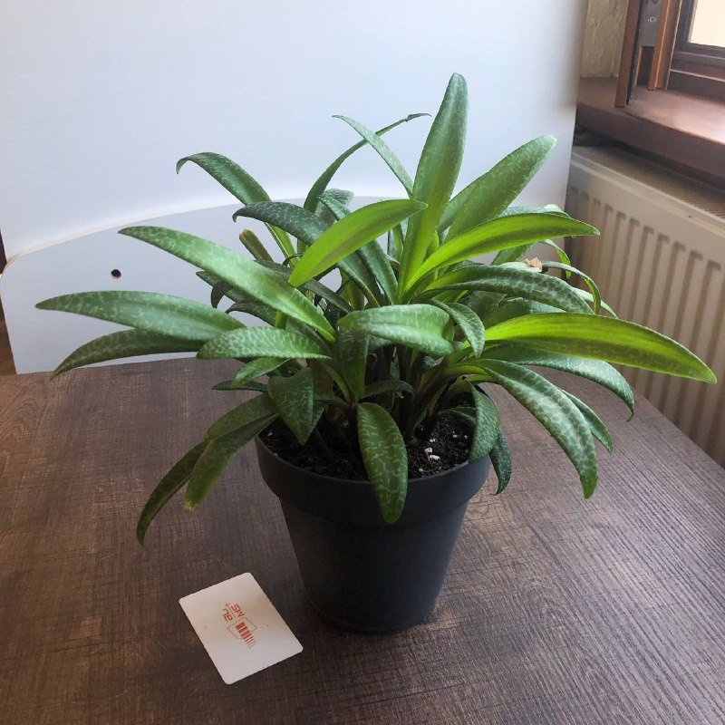 Хлорофитум, Сциндапсус, Каланхое, Каллизия, Ледебурия цветы в горшках 2