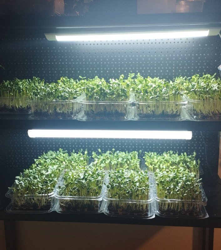 Микрозелень излишки