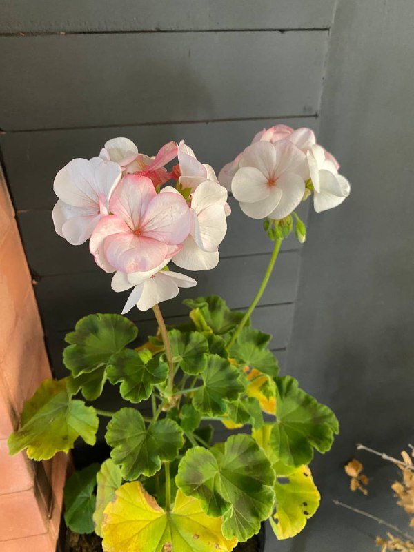 Пеларгония герань Pinto premium F1 white to rose