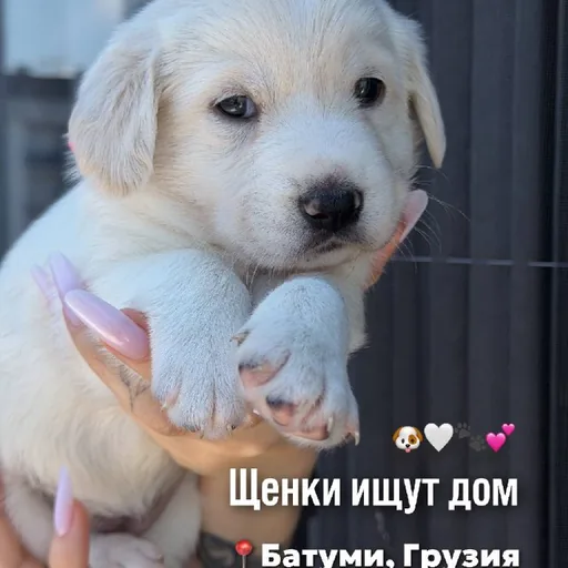 Щенки в добрые руки