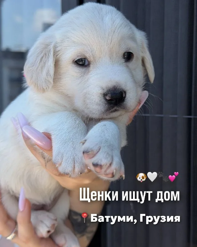 Щенки в добрые руки 1