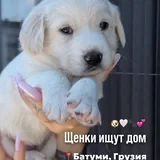Щенки в добрые руки 1