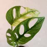 Комнатные растения 6