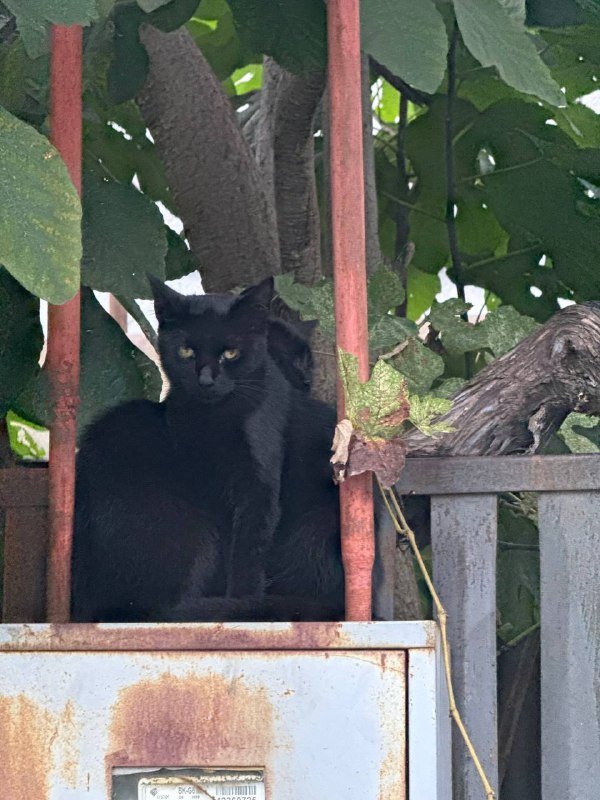 Котята брат и сестра в добрые руки 4