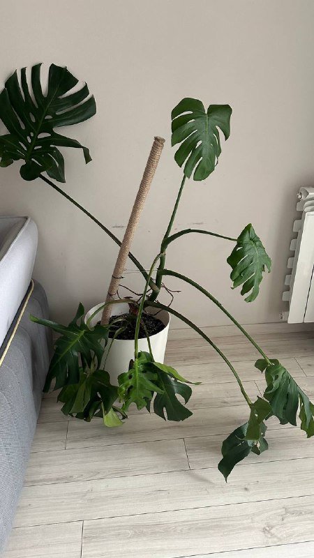 Монстера на реабилитацию