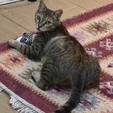 Кошка Альма ищет дом 4