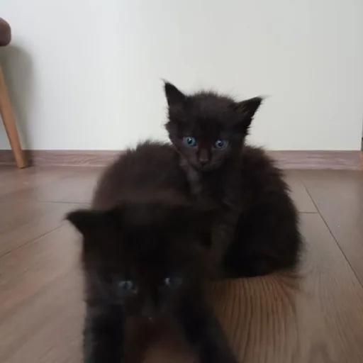 Котята, кошка-мама