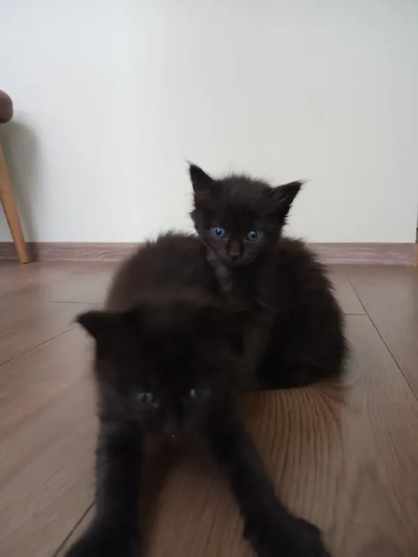 Котята, кошка-мама 1