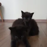 Котята, кошка-мама 1