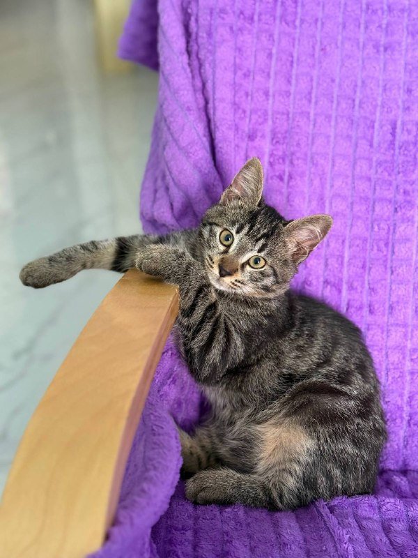 Котенок Кузя в хорошие руки 2