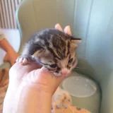 Котёнок в добрые руки 1
