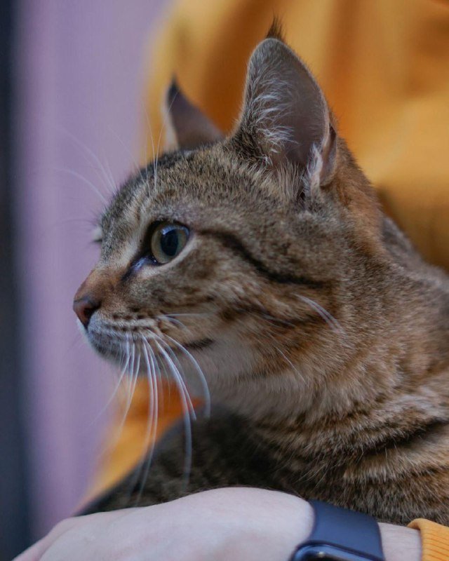 Кошка Тигрис, стерилизованная, 7-8 месяцев