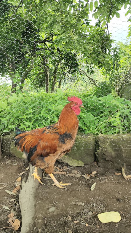 Young roosters 3