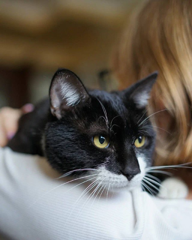 Молодой кот Дэни с вайбом «деда» для души и компании 2