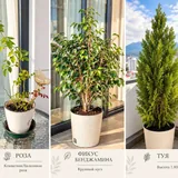 Комнатные и садовые растения 2
