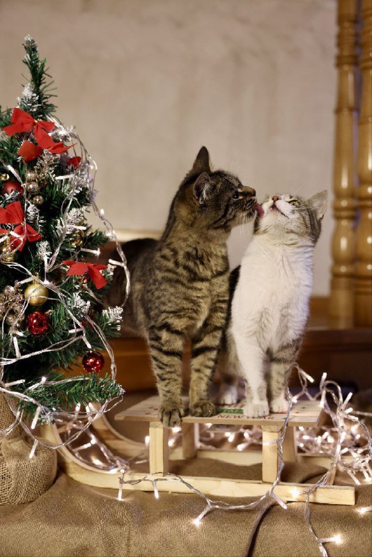 Котята братик и сестричка 5 месяцев 2