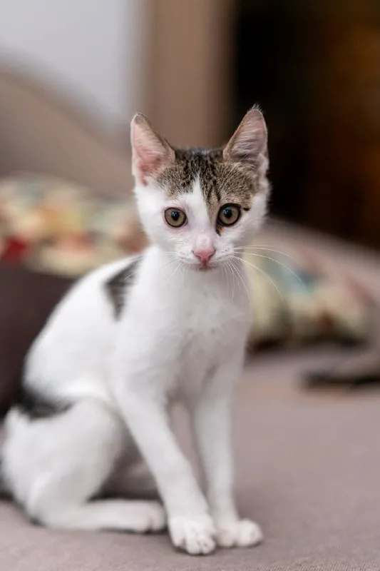 Кот-компаньон, котенок 1