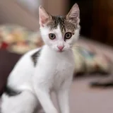Кот-компаньон, котенок 1