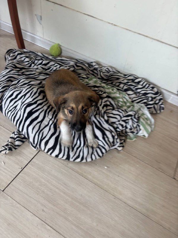 щенок мальчик 3 месяца 2