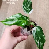 Комнатные растения 10
