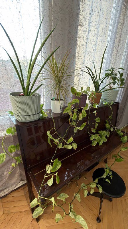 Комнатные растения в горшках