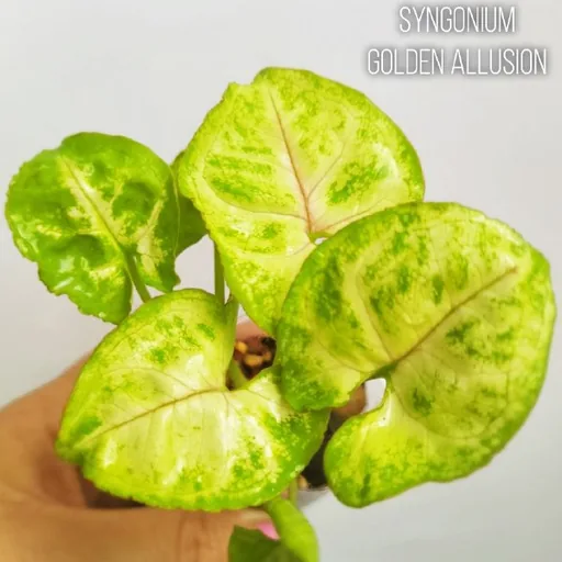 Комнатные растения, цветы