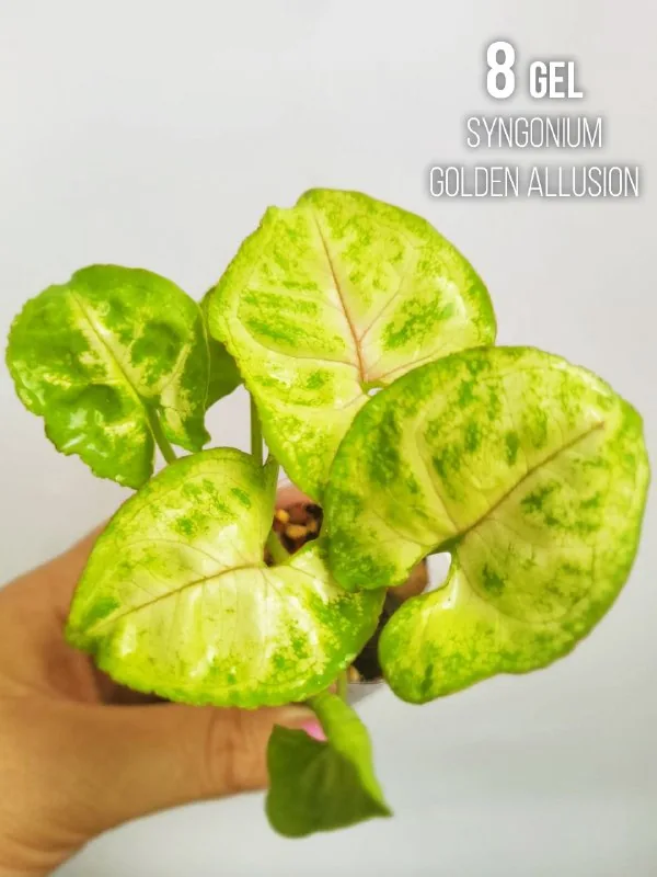 Комнатные растения, цветы 1