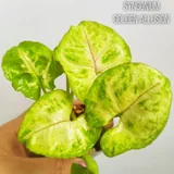 Комнатные растения, цветы 1