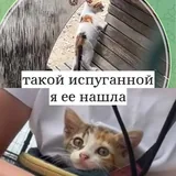 Котёнок Крошка 3