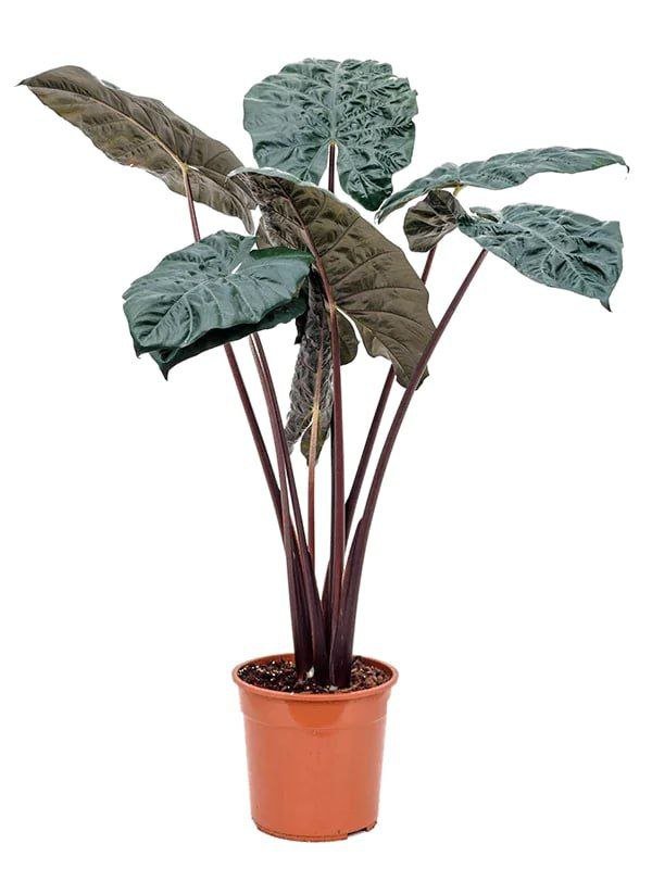 Алоказия Юкатан Принцесс, цветочные горшки пластиковые 5