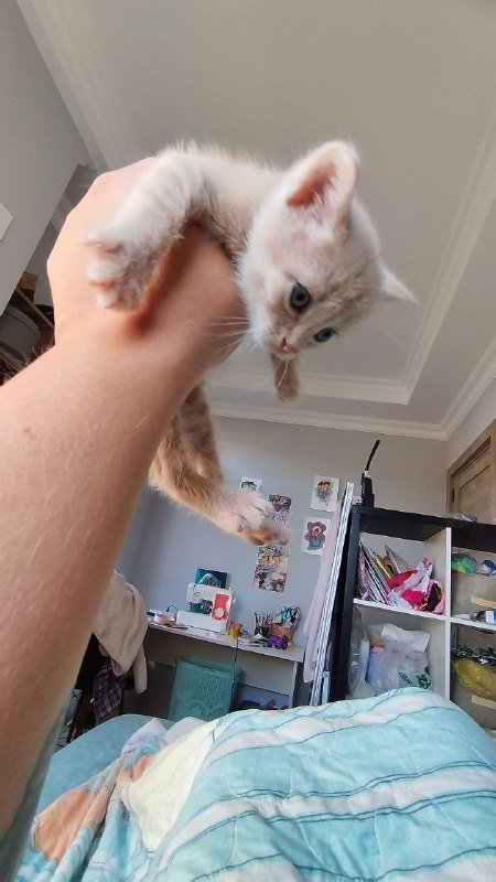 Усатый полосатый котенок ищет дом 4