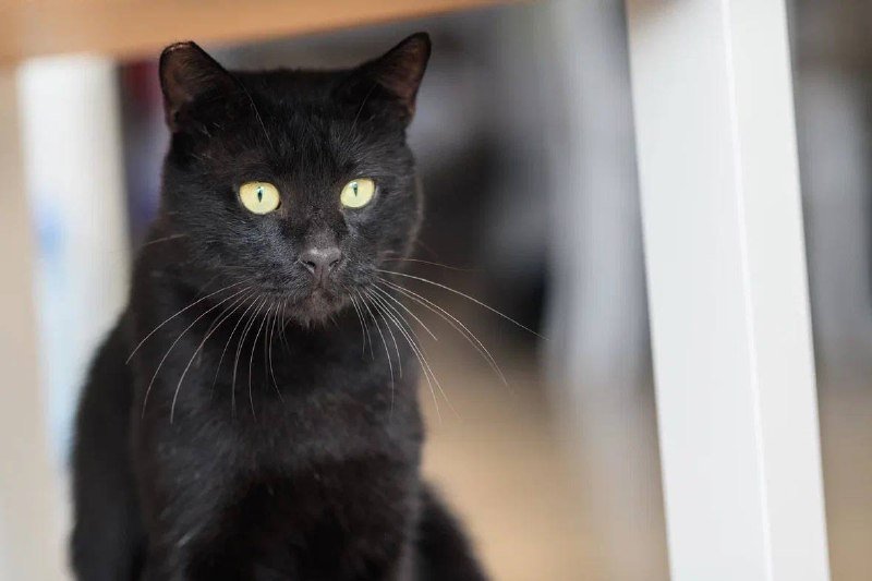 Кот Салем для усыновления 3