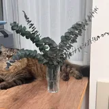 Декоративные эвкалиптовые веточки, стакан 1
