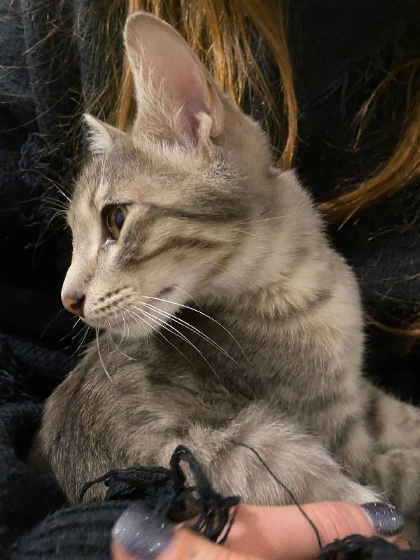 котенок бобтейл ищет дом 3