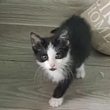 Котенок мальчик 1