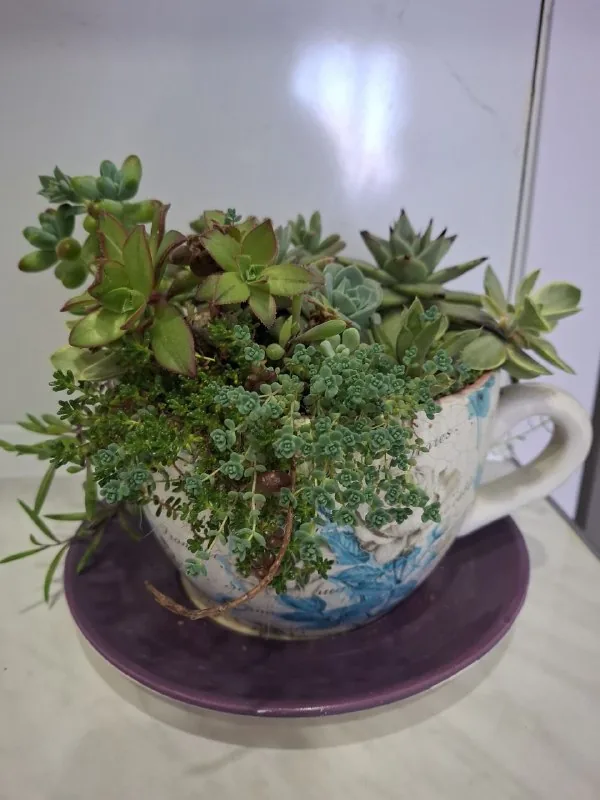 Суккуленты, традесканция, дерево любви, кактус 3