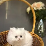 Котята 2