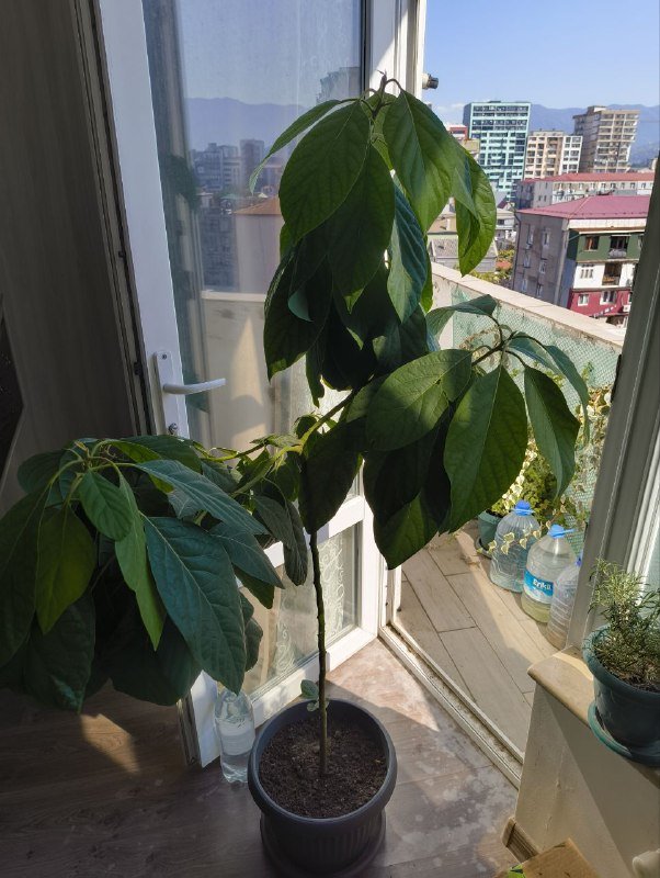 Дерево авокадо